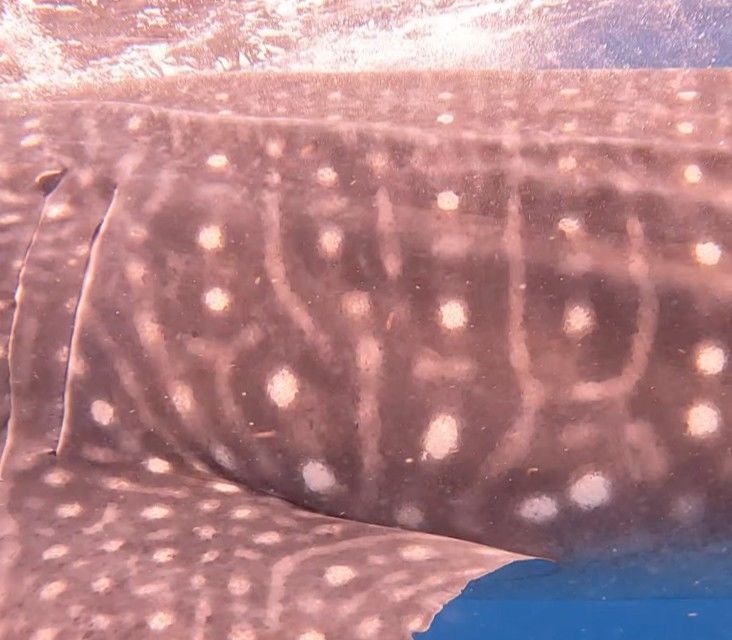 c08c7fd7-db8a-4d76-b403-abb0e2d9f485