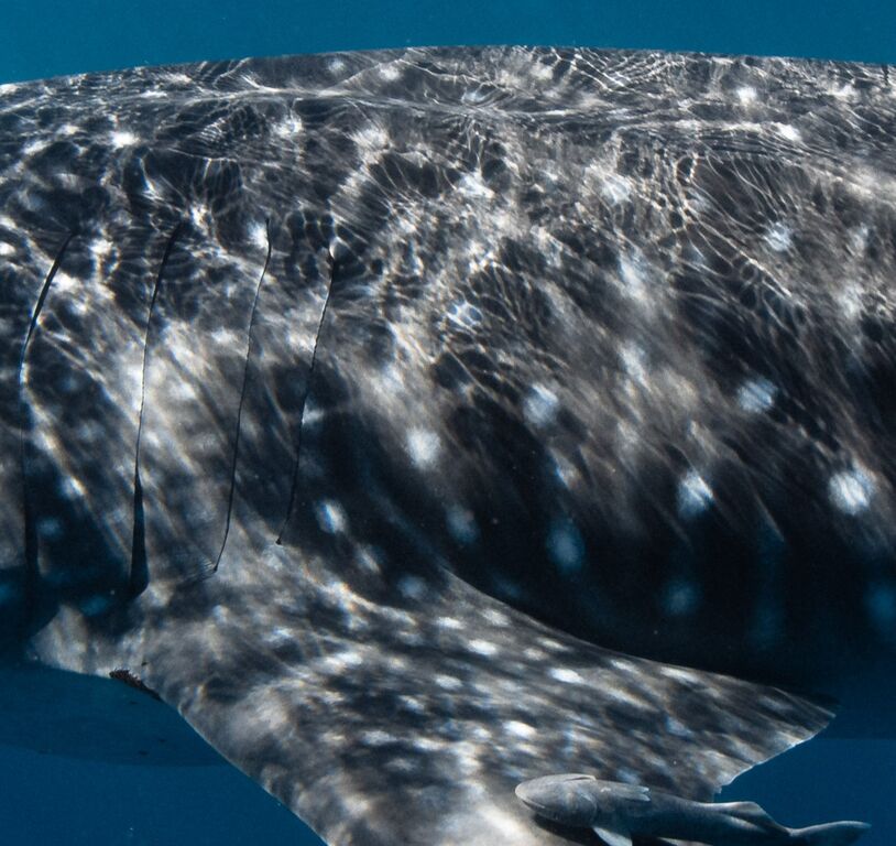 520bded9-151e-4b23-ad7d-ade294837108