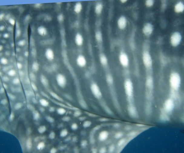 c5f9dc34-bd97-49f1-ace1-cce10a1f98dd