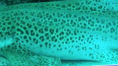 7d369f7a-3d0a-438e-ae4d-2d5870c0eb96