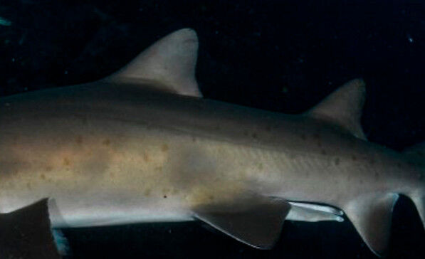 442058a5-2247-4db8-a632-cfd6eaad5371