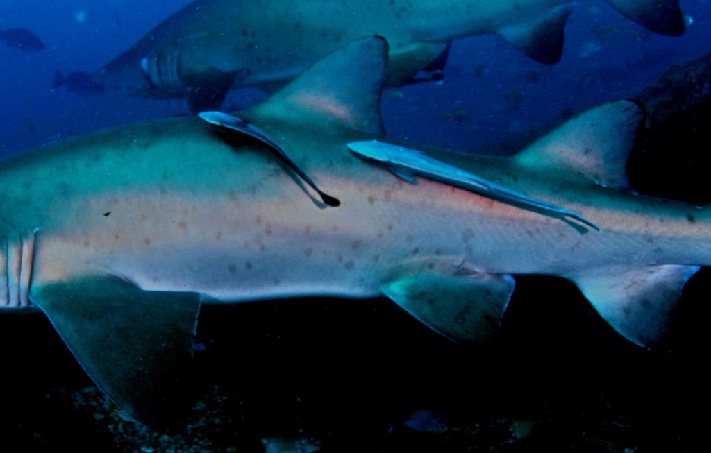 f76cebbb-f113-48a8-b47e-c0f81f94bbc6