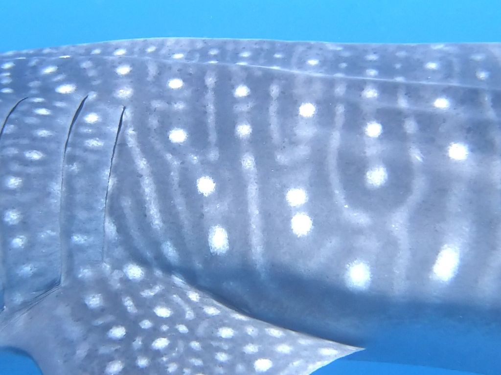 c7d55add-ecd9-46e8-bfec-577e7b060e08