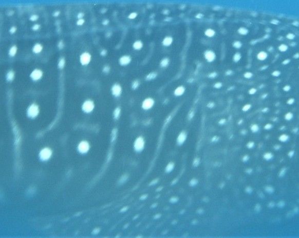 76116003-68e0-4b92-91cd-83c61471cb25