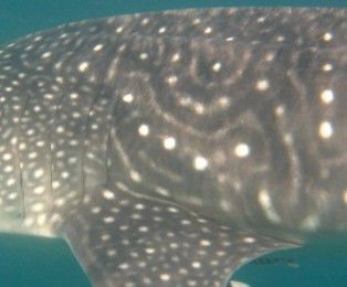 91a49f2d-221d-47ad-b13d-f7504ff57f24