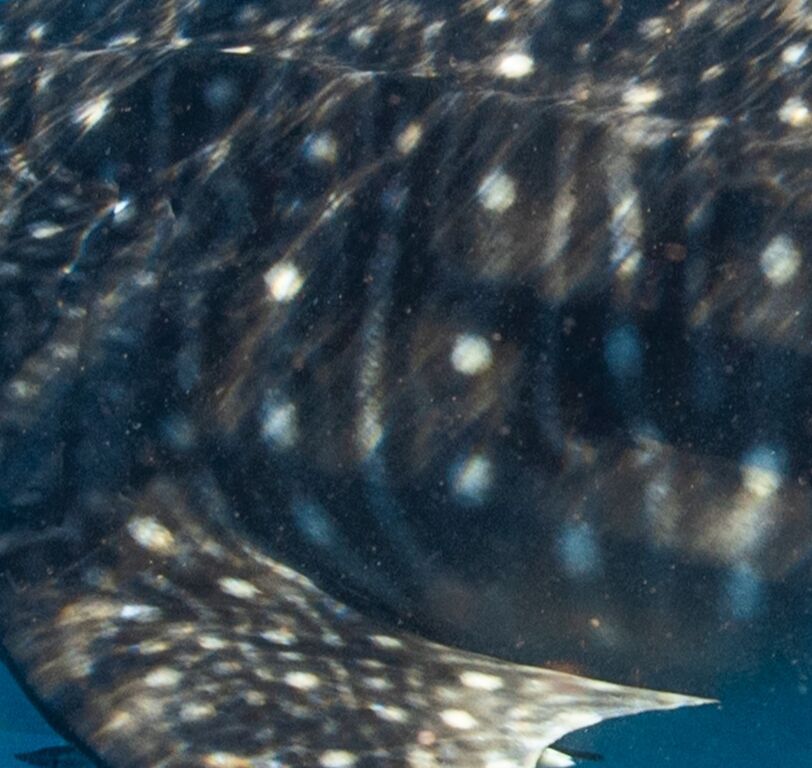 ea4aaa93-2492-4625-b96f-0c1d4181e58f