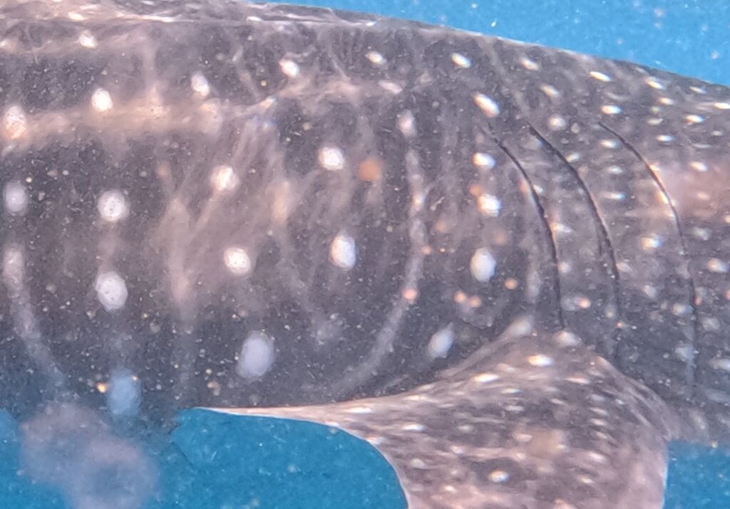 5985d58b-a947-4f32-9d8d-3e4c6a03484c