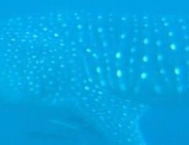 2bd94a93-96c1-4e6c-8420-de168f2693ac