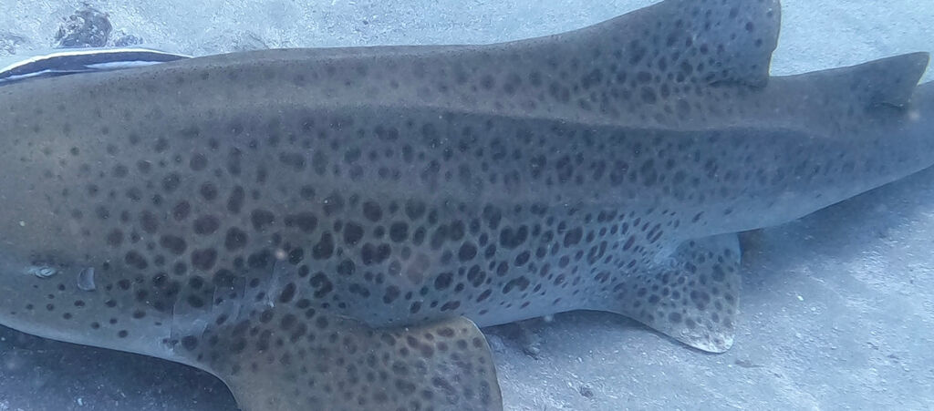 86eccdcb-7a22-41e9-b16e-283e408b0263