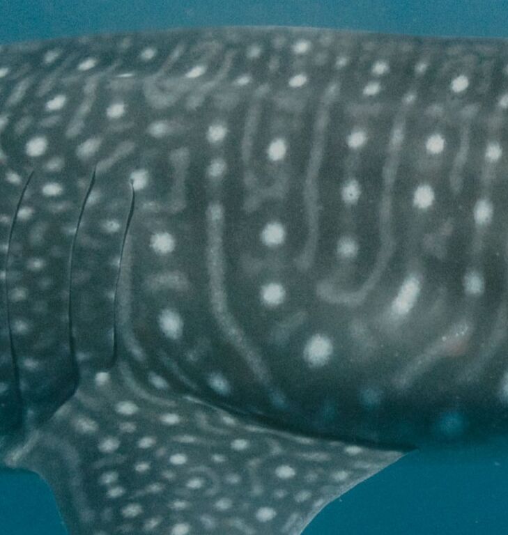 7c9e73e0-1b65-4130-8873-bd52ba86ba62