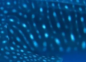 541ca7bc-705b-4f0c-8601-b268577592c1