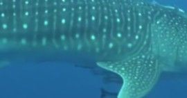 bc115cb7-6b4f-4fd6-af27-282de09b8ed2