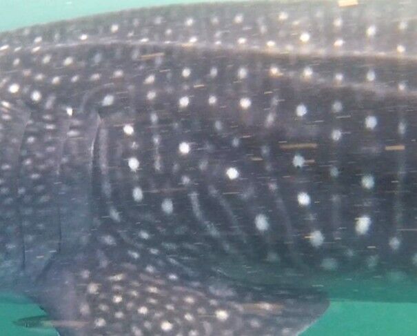 501a66de-03e2-410f-9da4-87c7fc814ab5