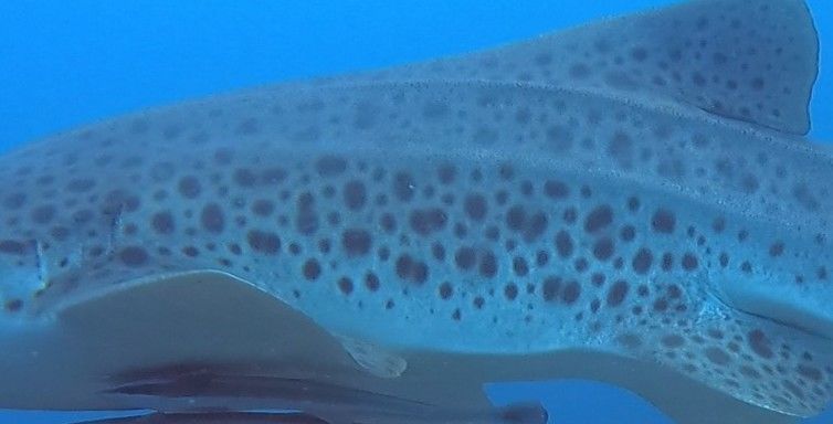 cc92a532-8f2a-40a3-9939-7d8b4a405233