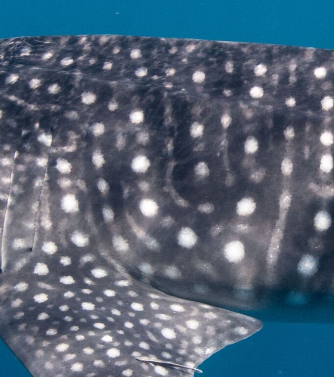 189dd825-b7a3-475d-a488-3f09e9efdce1