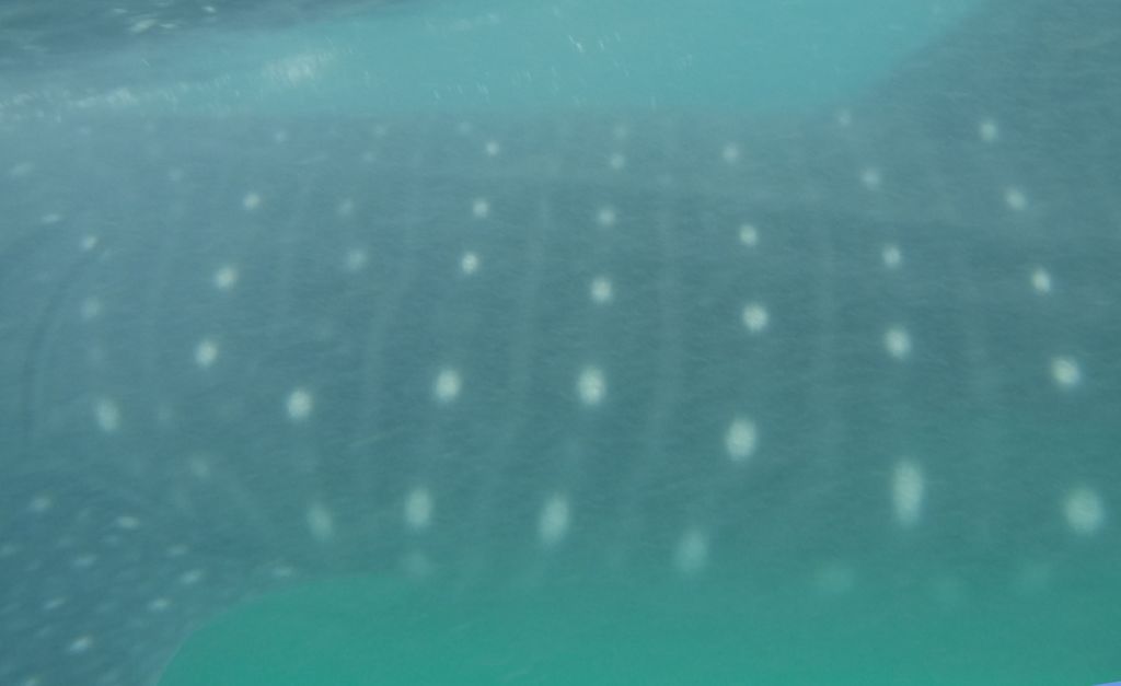 1f4cfbb5-62c0-49ea-9e96-147ff38429be