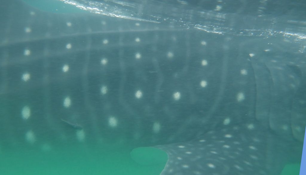 1f4cfbb5-62c0-49ea-9e96-147ff38429be