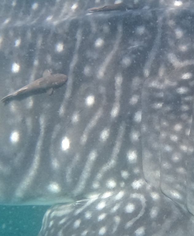 2f0217a3-8cf0-4f2e-bf21-c940c2a564e7