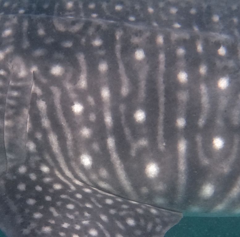 2f0217a3-8cf0-4f2e-bf21-c940c2a564e7