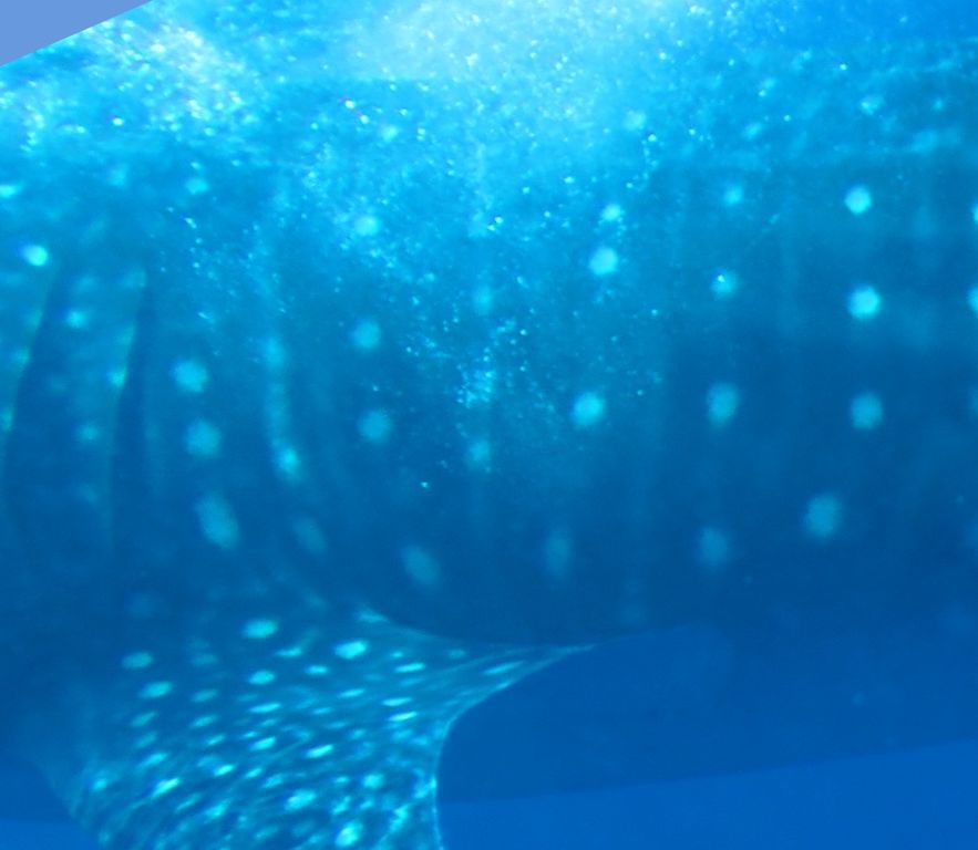 113ee650-6a89-48a5-90e8-52311a051da7