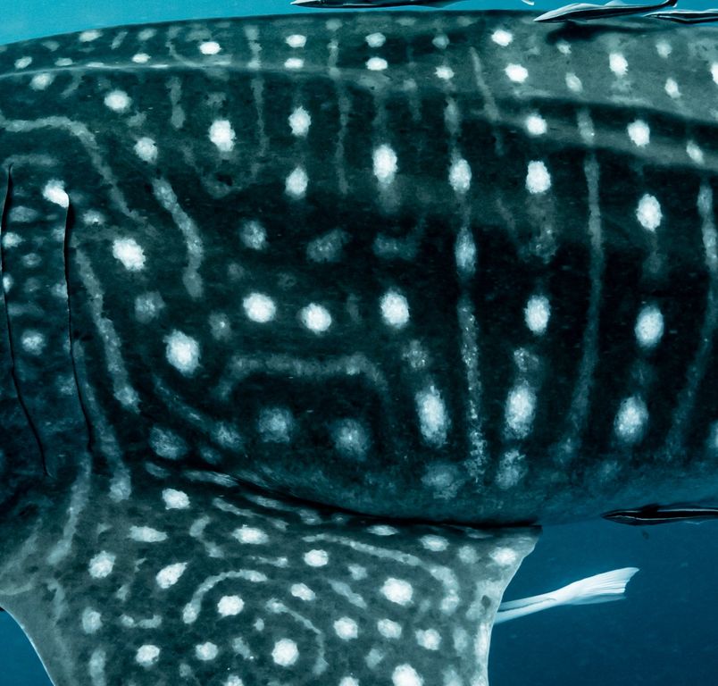 4a326c2b-0373-41a0-94c9-72b1ab81f2b5