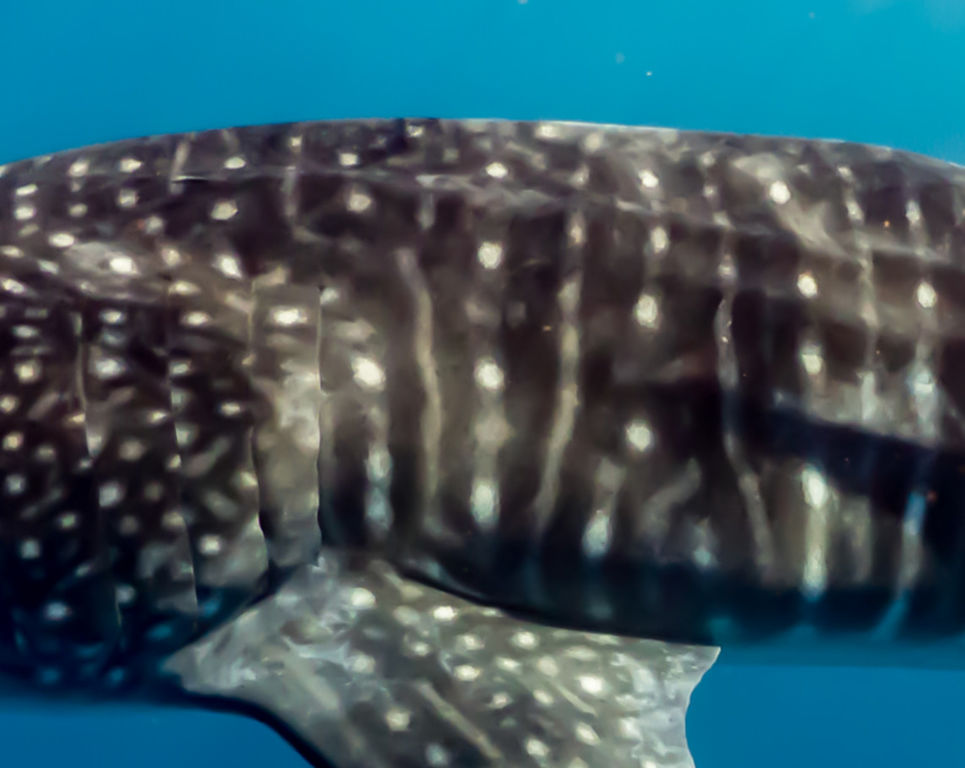 0638d35e-0448-4259-8d71-4ca4a15ea7a5