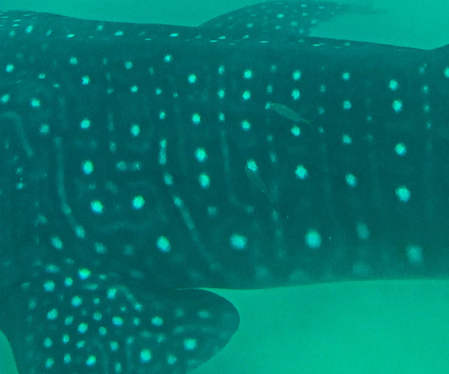 8a4e5351-9c3b-4126-b20f-077ddf0a84f9