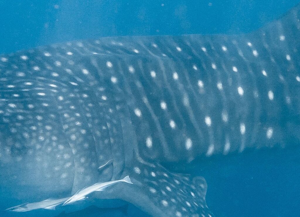 4553ae4a-ad56-49aa-b9b5-ae24320fb72a