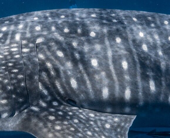 6ae51eec-e358-4ff4-9f59-952596593d63