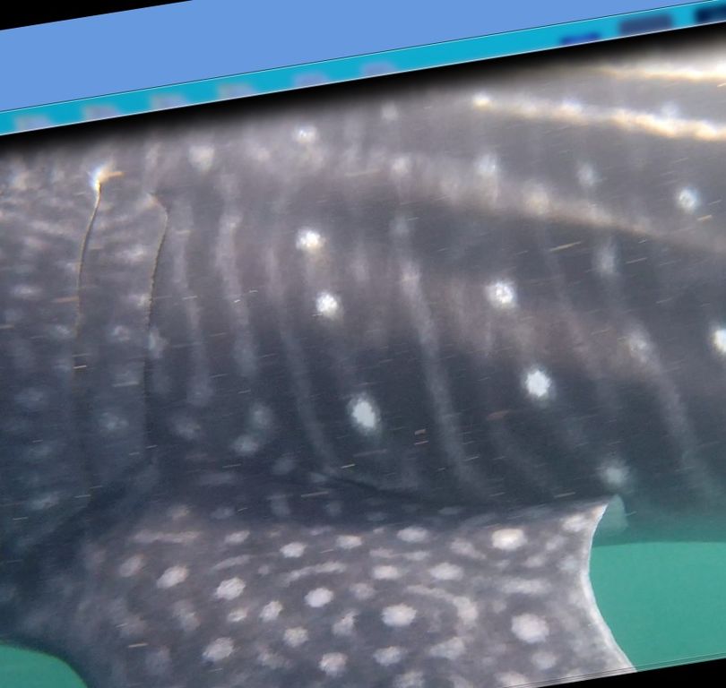 badaf581-6334-41a1-bb26-2fbe54ad65af