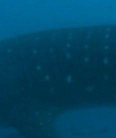 4453a545-a806-469d-9b8a-875166cf1242