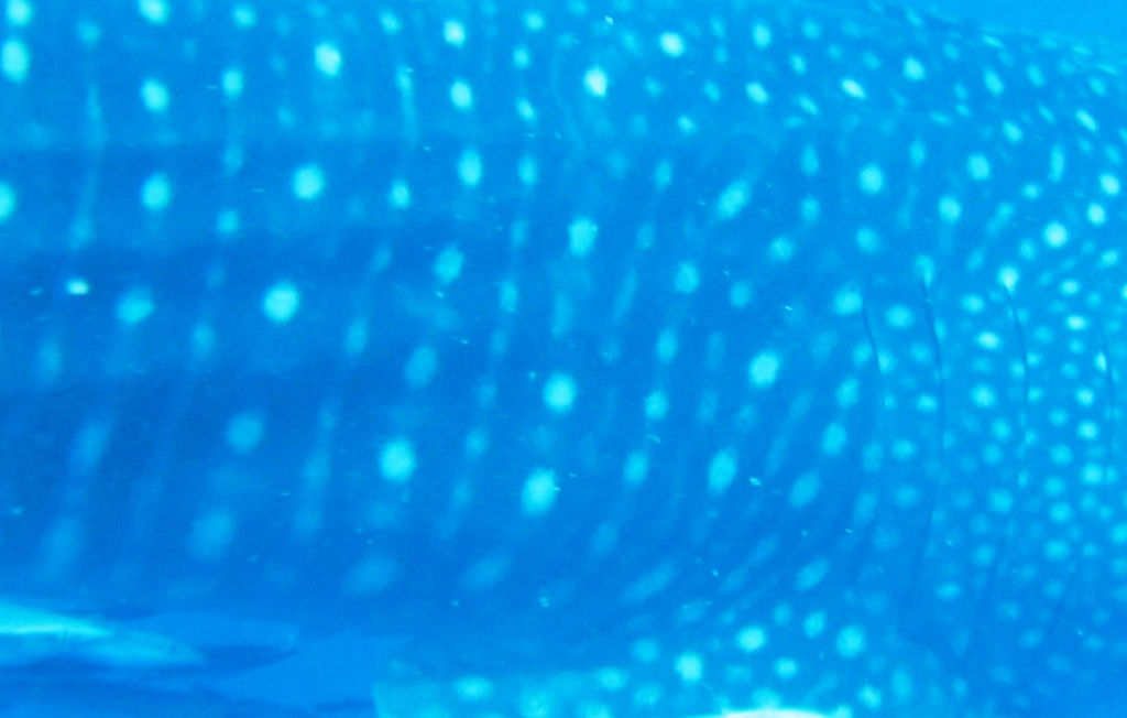 cfad22ac-7605-4511-94e6-b91f761242a2