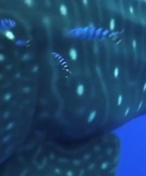 284dc510-f18b-48d2-99ac-472820cca9f3