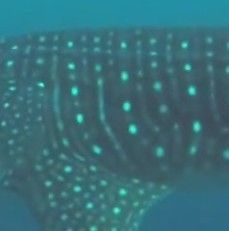 a906791a-e273-43f2-9c48-3379cd9805b2