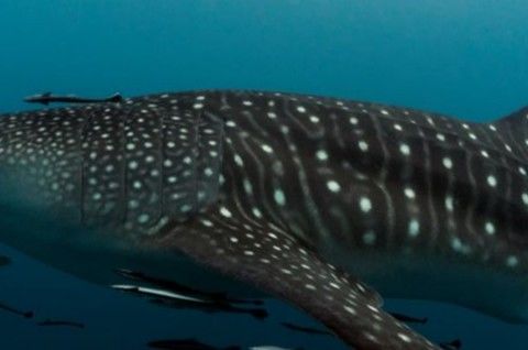 36aff140-1981-49e8-98e7-3b55f41ad3a1