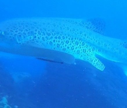 4a01f326-408e-4f97-9c90-d78b657a804a