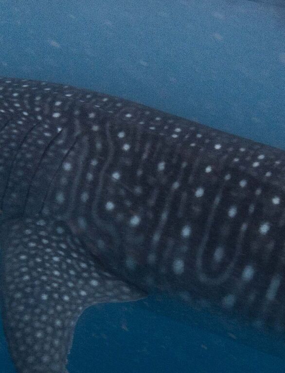 481ed261-8f45-4e7d-87ea-0a876ff5aaa5