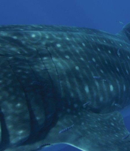 997bac4c-c040-49dc-a64d-47ed381d213f