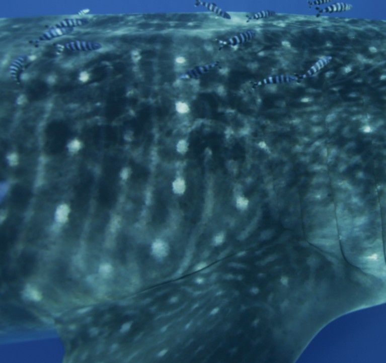 997bac4c-c040-49dc-a64d-47ed381d213f