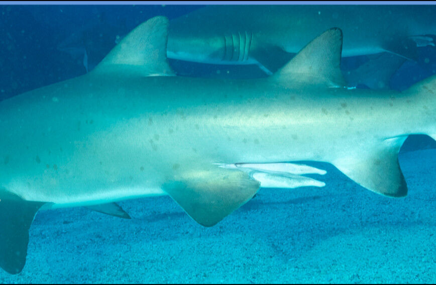 55451501-0e03-4b3b-84a5-1fb1ed94db13