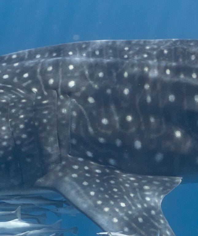 e4e4ea33-79cd-4258-9249-3bf0e41f04ab