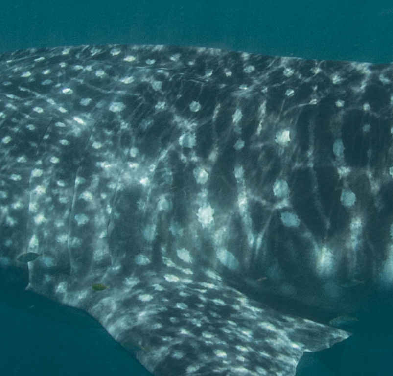 66fb0097-a967-4ce4-a3ba-83c41d852d84