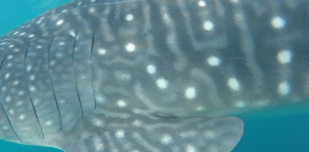 bfee08b3-550f-419e-9278-5dde9d11d110