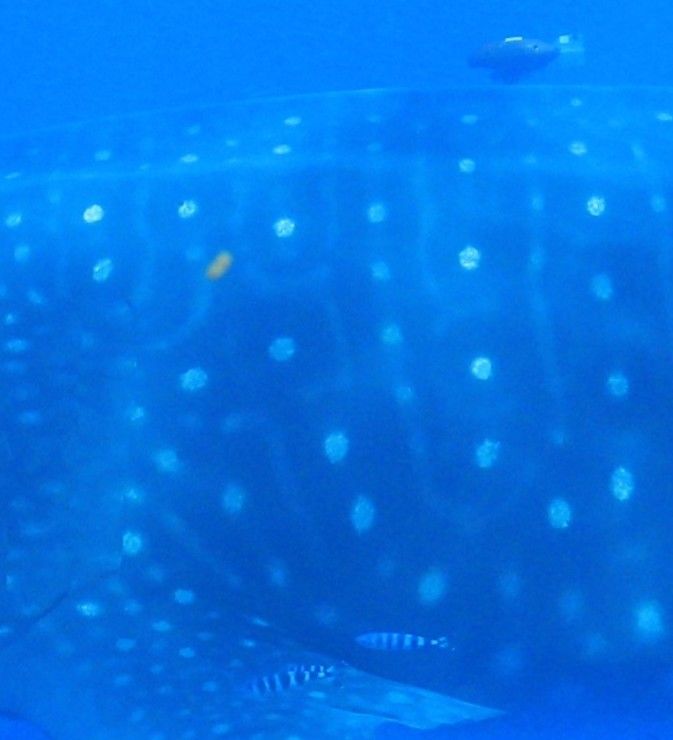 438f577b-929e-40d7-8cf9-5c6b21a8b433