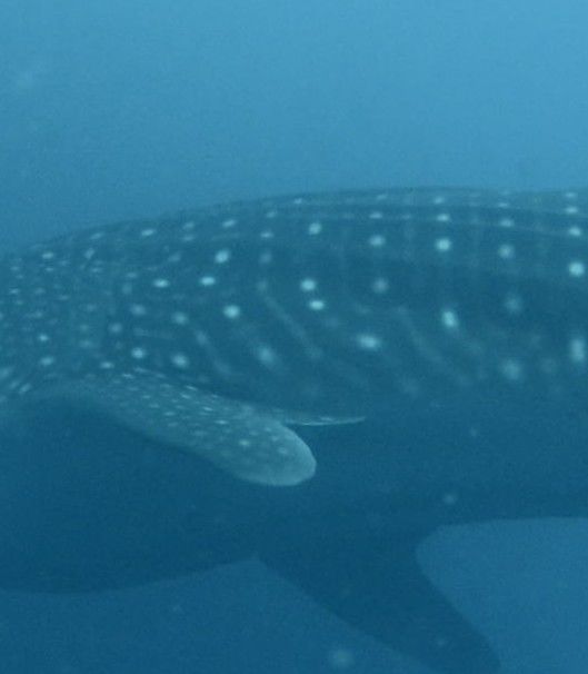 cefed319-c966-4dde-a26c-ef96f8966e6e