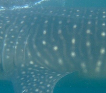 af9b00de-ac5e-497d-a2db-7e6129909311