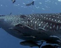 bf18772f-052b-4395-ae75-2ece1f8899d1