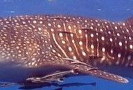 c27c4fdd-0b26-400e-9868-55bce4f93eec