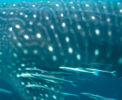 0dece99f-69d6-4734-b1c1-977248d57bab