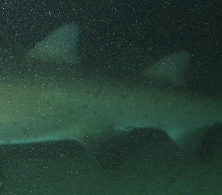 f1451e9b-2587-4440-ba37-7089d274b323